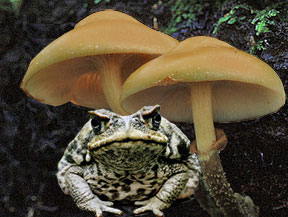 Toad